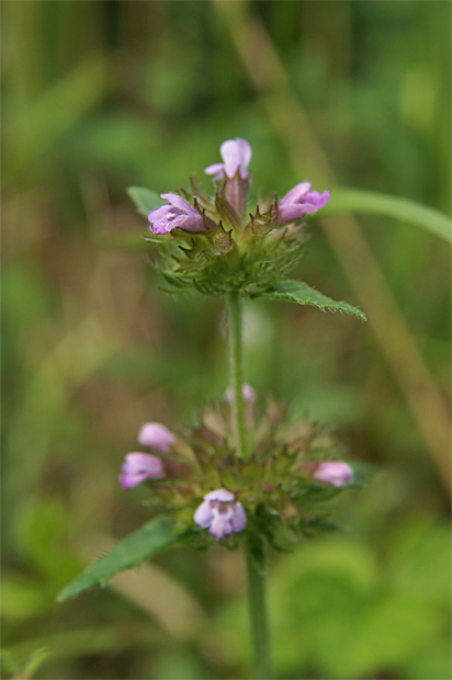 f0214649_40741.jpg