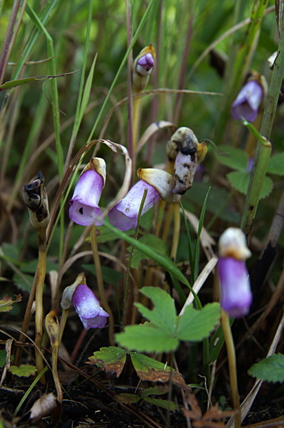 f0214649_4303061.jpg