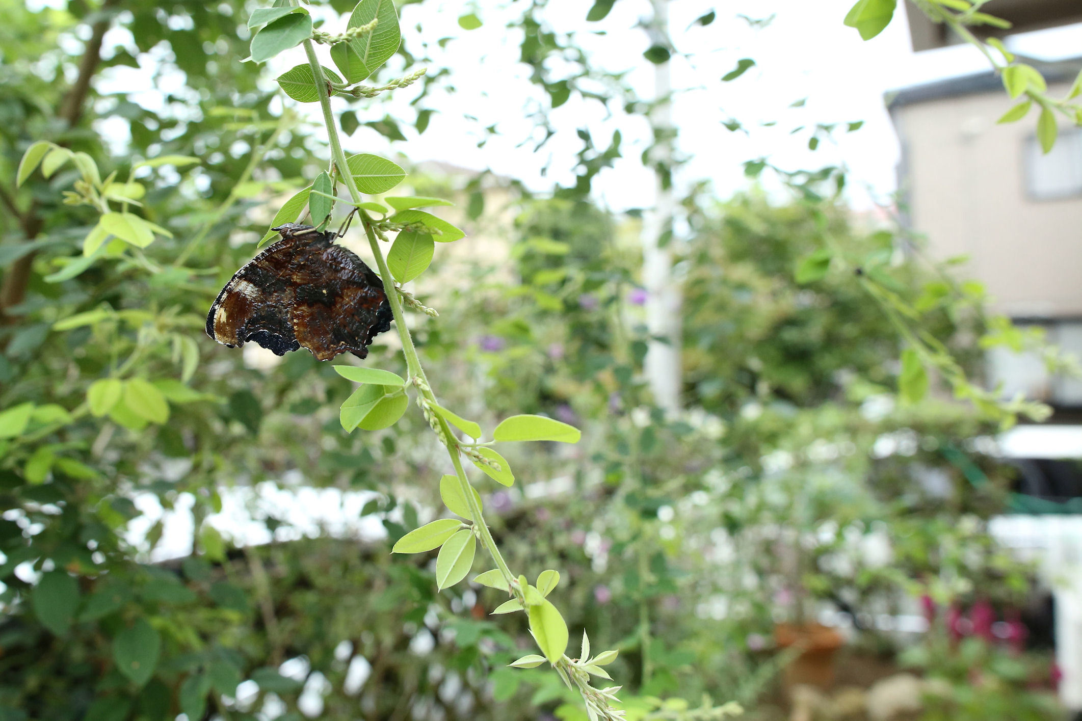 f0345350_21573905.jpg