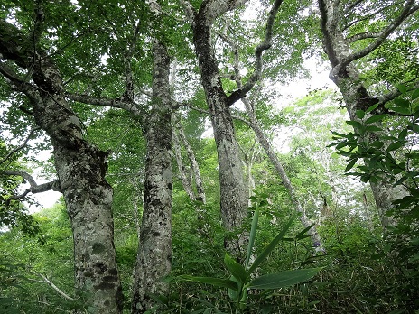 白沢天狗山　爺ガ岳スキー場より往復_f0302771_1553524.jpg