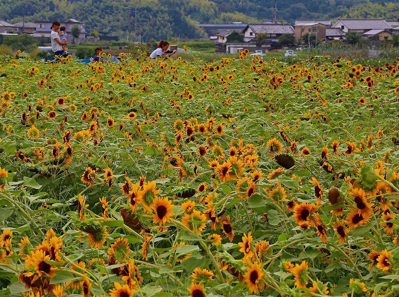 大原野から亀岡に_a0105680_15422253.jpg