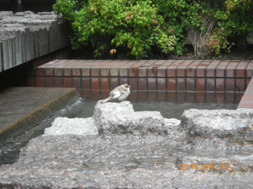 スズメ_e0290580_13375163.jpg