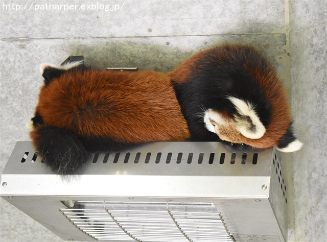 ２０１６年９月　とくしま動物園　その１_a0052986_23543885.jpg