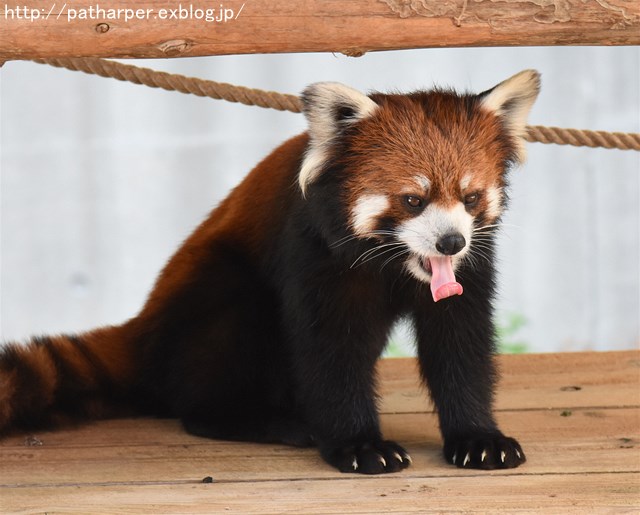 ２０１６年９月　とくしま動物園　その１_a0052986_23572862.jpg