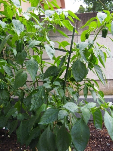 a0256692_23050497.jpg