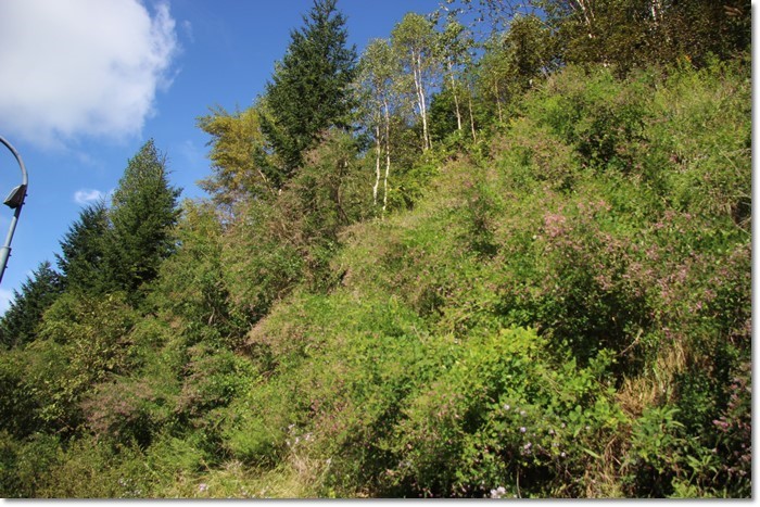 f0146493_20232630.jpg