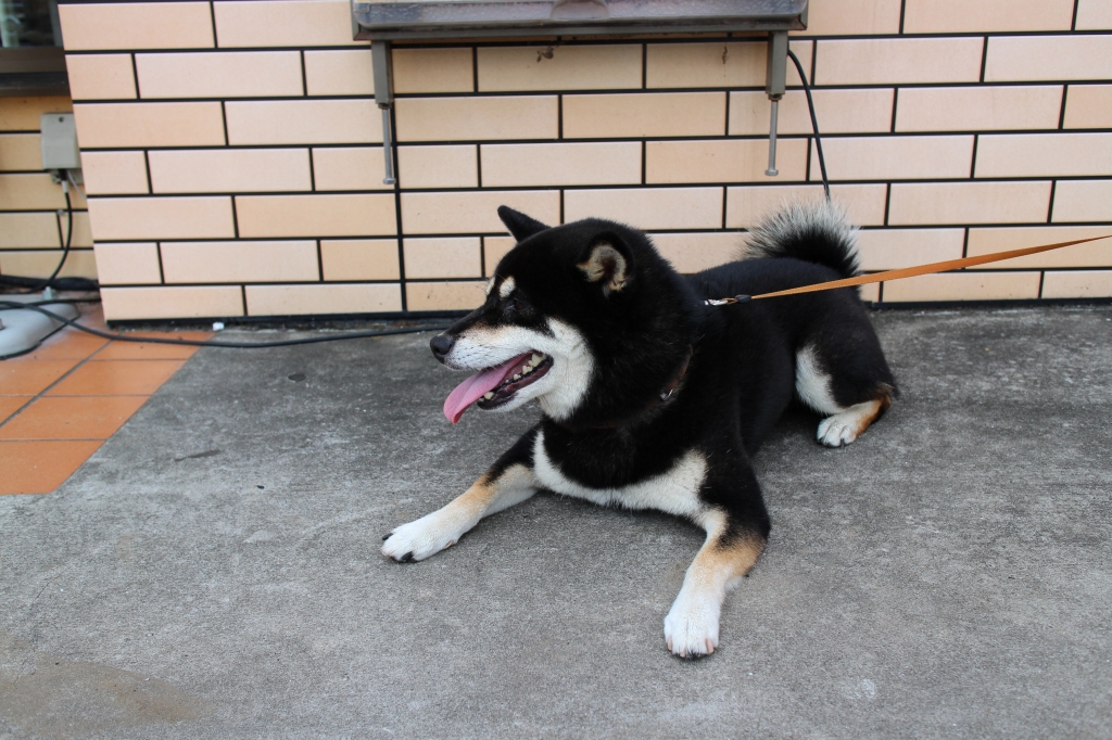 コンビニ犬 お山遊び