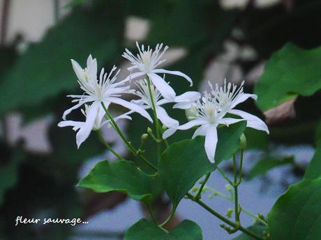 可憐にたくましく 野に咲く白い花 花が教えてくれたこと