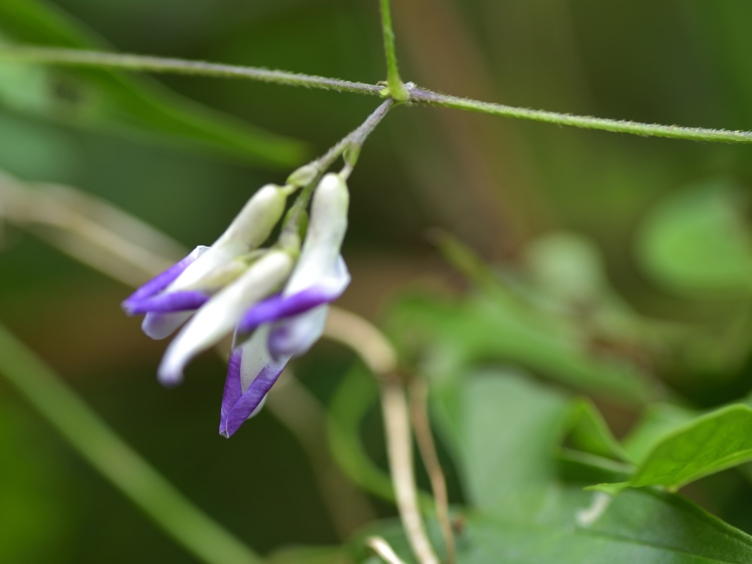 この頃、同じ花たちで済みません_(._.)__b0277008_19150207.jpg