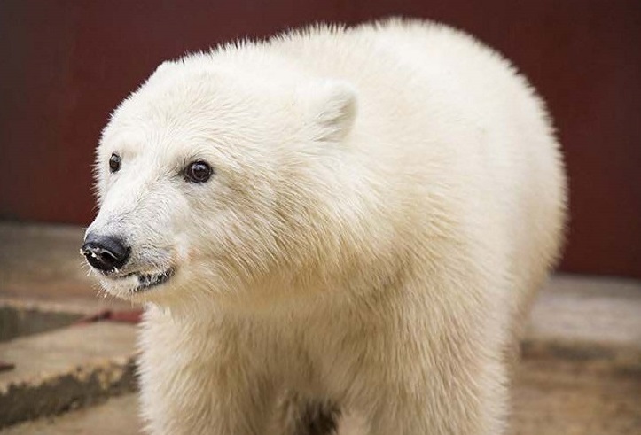 モスクワ動物園・ヴォロコラムスク附属保護施設に移送された野生孤児は雌(メス)で「ニカ」と命名_a0151913_392361.jpg