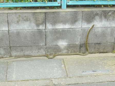 b0017215_1711167.gif