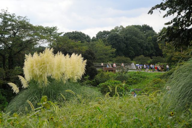 昭和記念公園・秋　（前）_c0047919_8381139.jpg