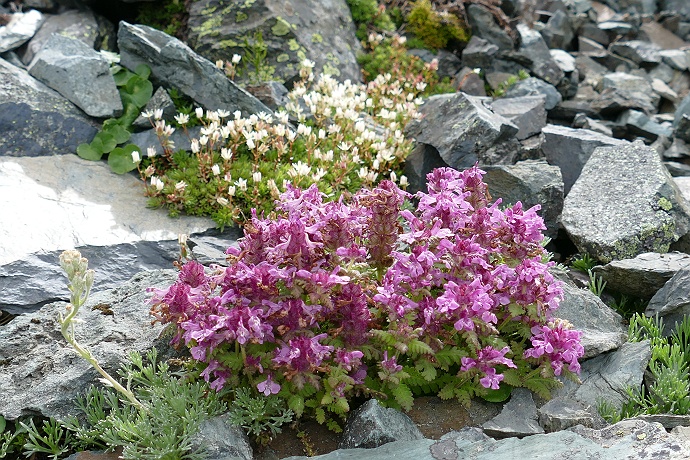 南アルプス・北岳登山記 2016　その28_c0196928_17473580.jpg