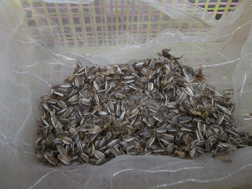 発芽する野菜...終了する野菜_b0137932_16413577.jpg