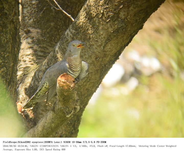 鳥羽井沼自然公園 2016.9.3(1)_c0062451_19305061.jpg