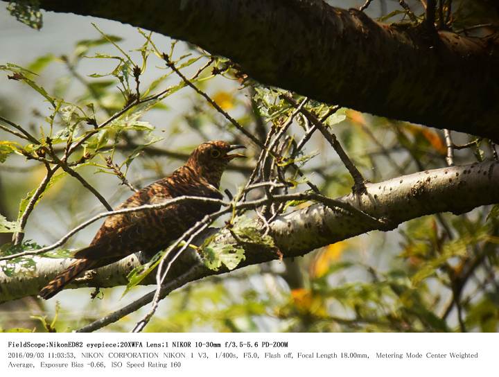 鳥羽井沼自然公園 2016.9.3(1)_c0062451_19322441.jpg