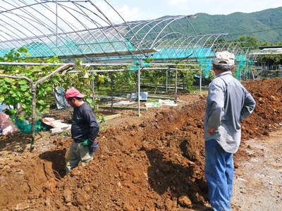 株式会社旬援隊の敷地内の様子 彼岸花が咲き誇り気分はもう秋!自然栽培の利平栗まもなく出荷です!!_a0254656_18485328.jpg