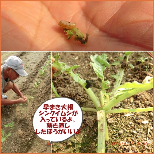 野菜の害虫対策は難しい!　野菜名人は博学です。_d0007071_19303358.jpg