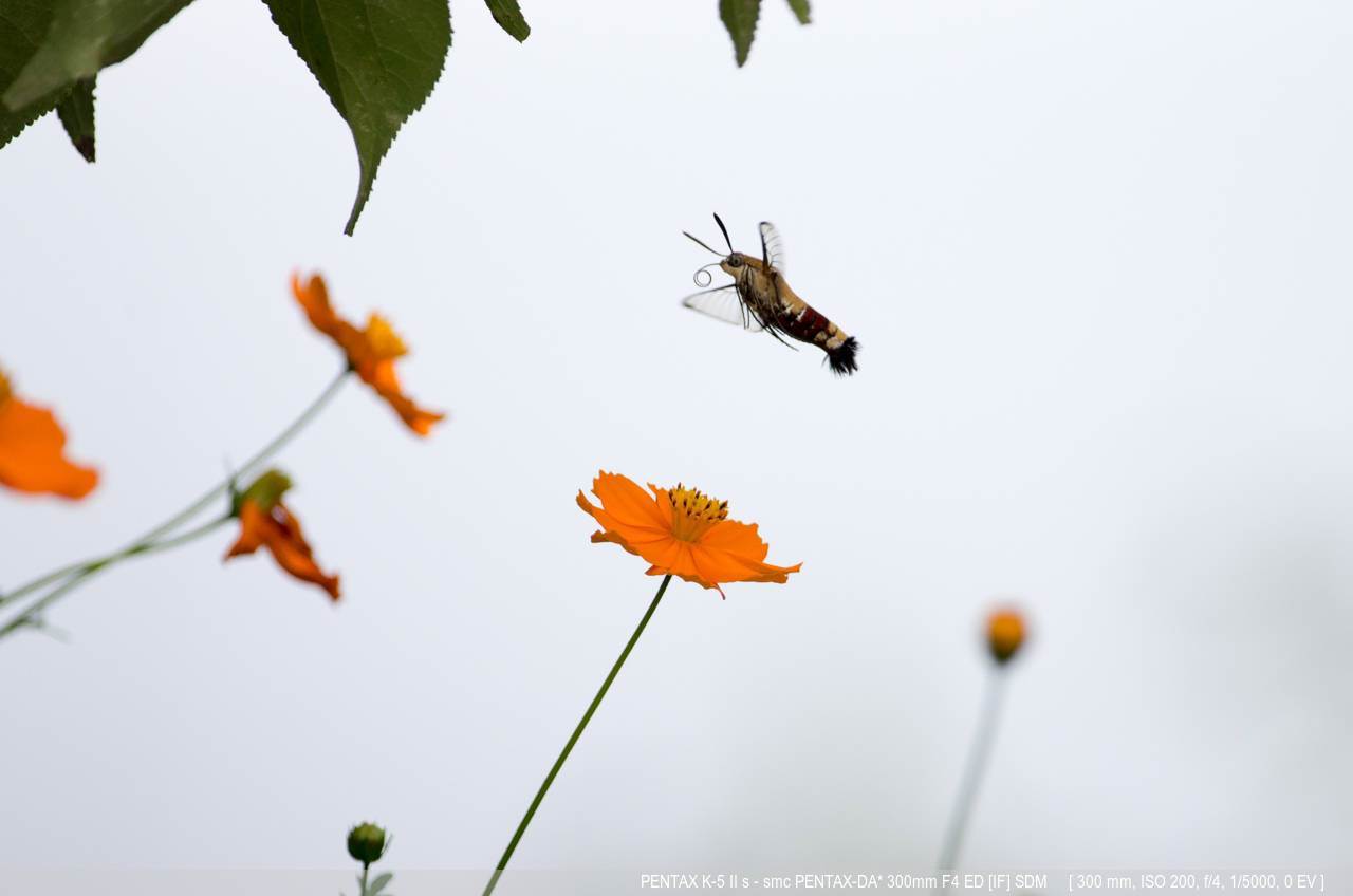 初秋に見つけた昆虫（類）_a0150374_20512771.jpg