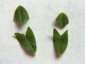 f0083977_14332549.jpg
