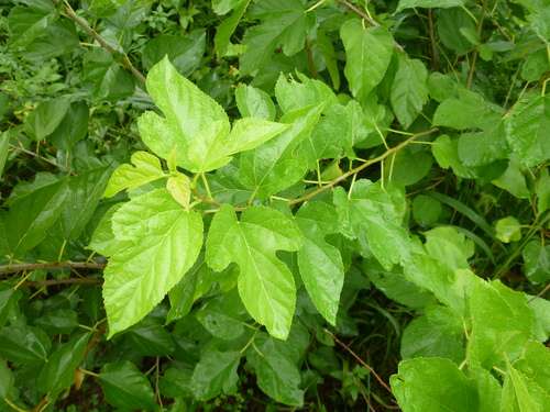d0159384_16185478.jpg