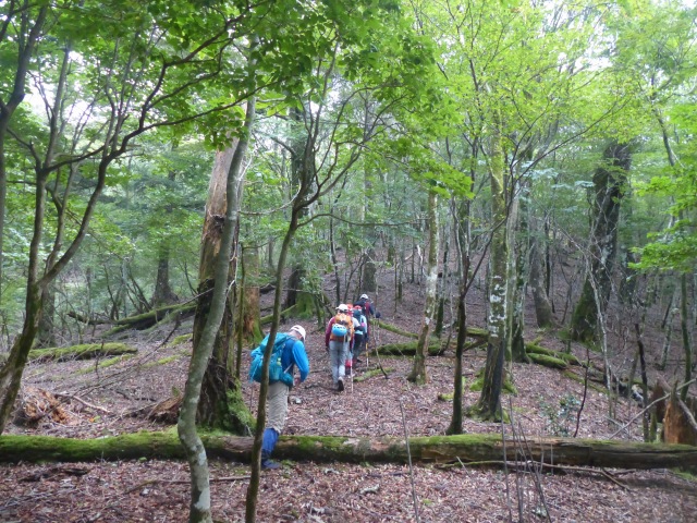 川口林道～北西尾根～白鳥～ウケドノ登山口～川口林道_f0357487_2311050.jpg