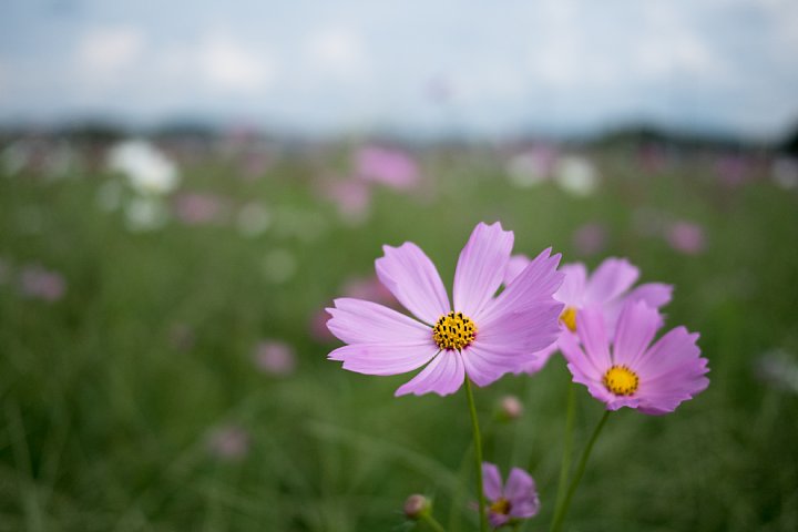 蒸し暑い9月でも秋桜は咲く_d0353489_185136.jpg