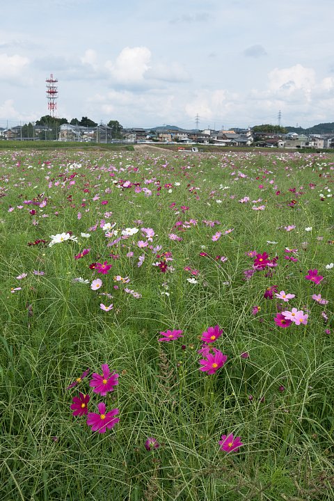 蒸し暑い9月でも秋桜は咲く_d0353489_1853212.jpg