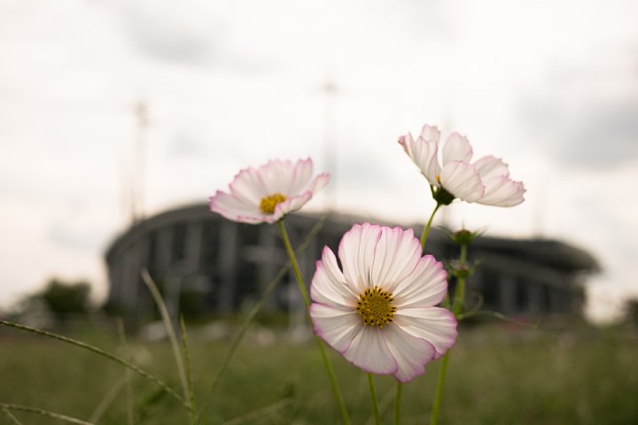 蒸し暑い9月でも秋桜は咲く_d0353489_1854736.jpg