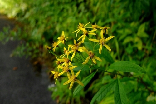e0304001_22180620.jpg