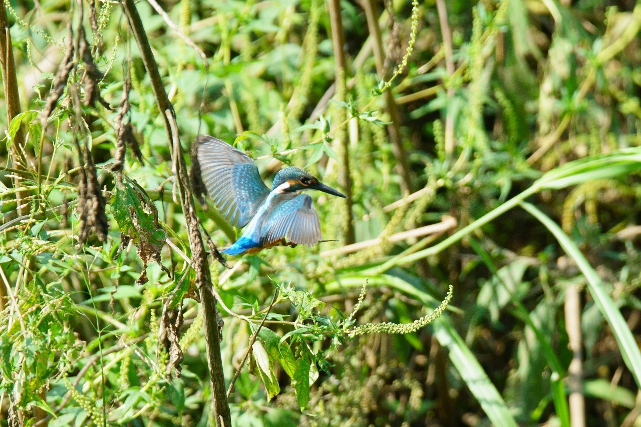 野川のカワセミに迫る！_b0225108_23533672.jpg