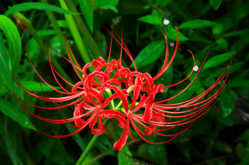 小石川植物園の彼岸花1_a0263109_09574901.jpg