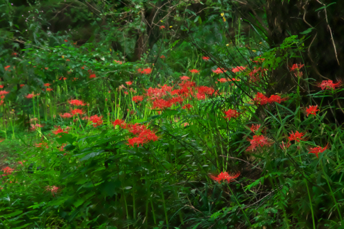 小石川植物園の彼岸花1_a0263109_09574915.jpg