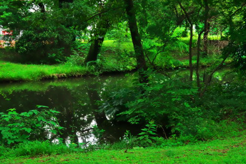 小石川植物園の彼岸花1_a0263109_09574944.jpg