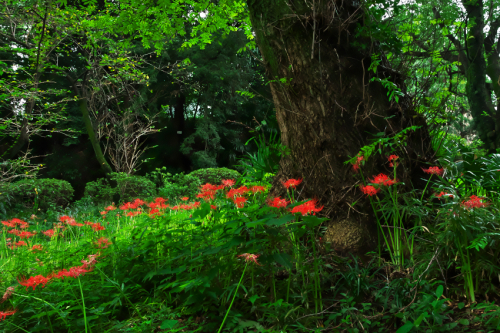 小石川植物園の彼岸花1_a0263109_09575024.jpg