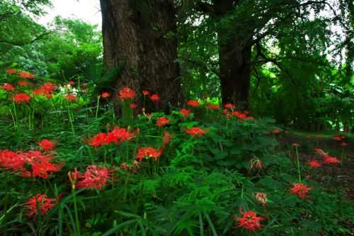 小石川植物園の彼岸花1_a0263109_09575086.jpg