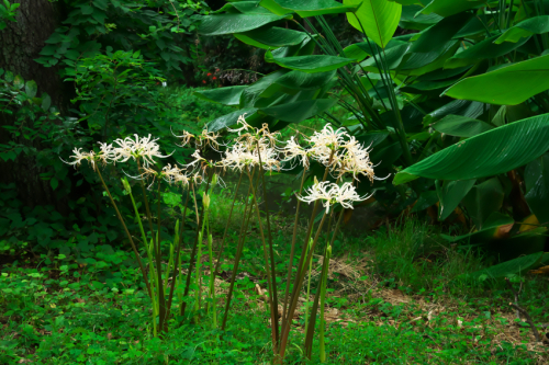 小石川植物園の彼岸花1_a0263109_09575181.jpg