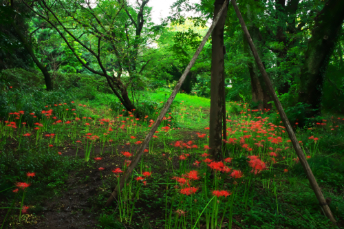 小石川植物園の彼岸花1_a0263109_09575199.jpg