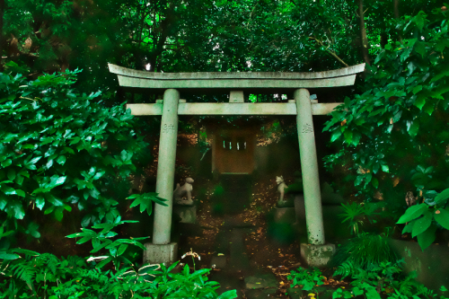 小石川植物園の彼岸花1_a0263109_09575254.jpg