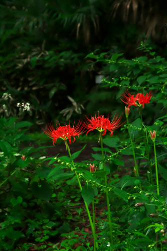 小石川植物園の彼岸花1_a0263109_09590100.jpg