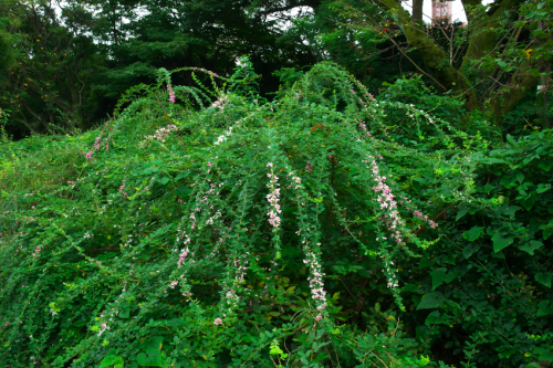 小石川植物園の彼岸花1_a0263109_09590318.jpg