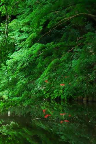 小石川植物園の彼岸花1_a0263109_10003576.jpg