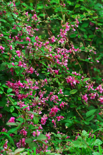 小石川植物園の彼岸花1_a0263109_10012414.jpg