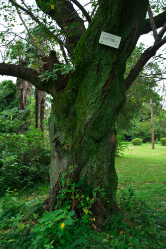 小石川植物園の彼岸花3_a0263109_10171135.jpg