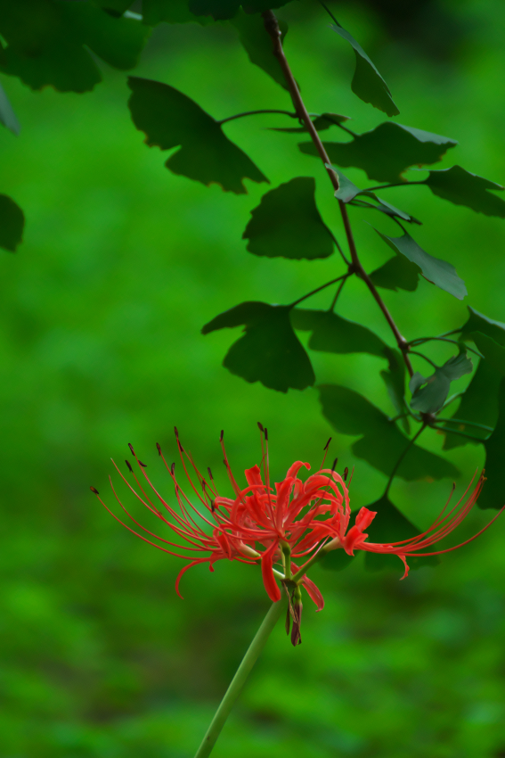 小石川植物園の彼岸花3_a0263109_10171353.jpg