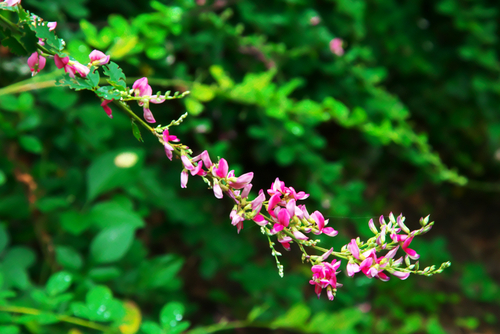 小石川植物園の彼岸花1_a0263109_1065163.jpg