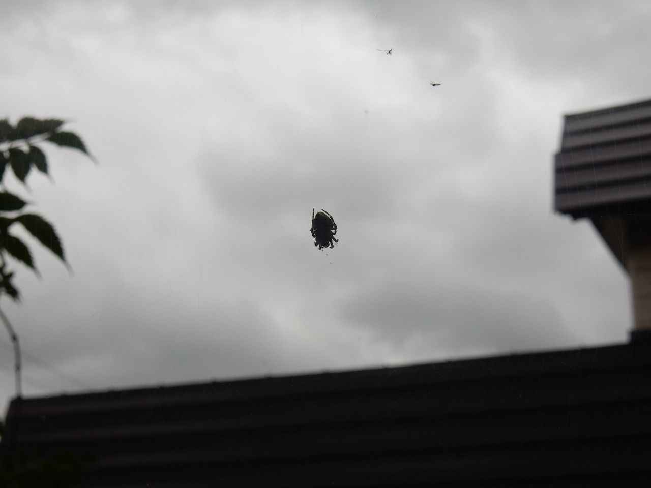 月齢16日_c0025115_21005856.jpg