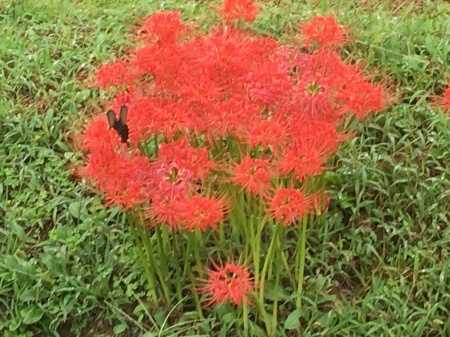 彼岸花が燃えている 花の自由旋律