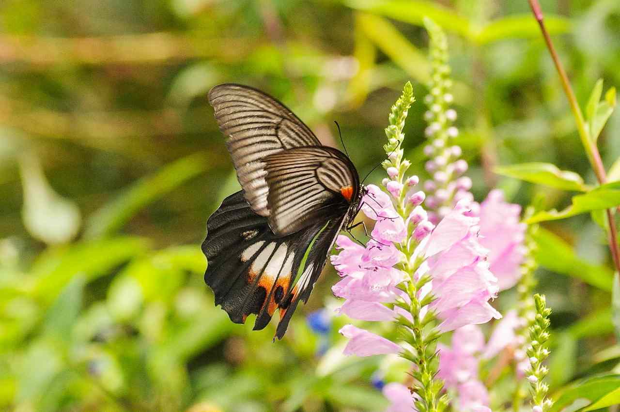 ナガサキアゲハと花虎の尾_e0293921_21031891.jpg