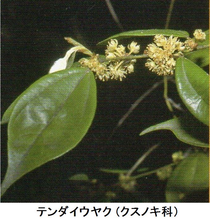 ◆会報第75号より-04　八幡の古代植物②_f0300125_16531464.jpg